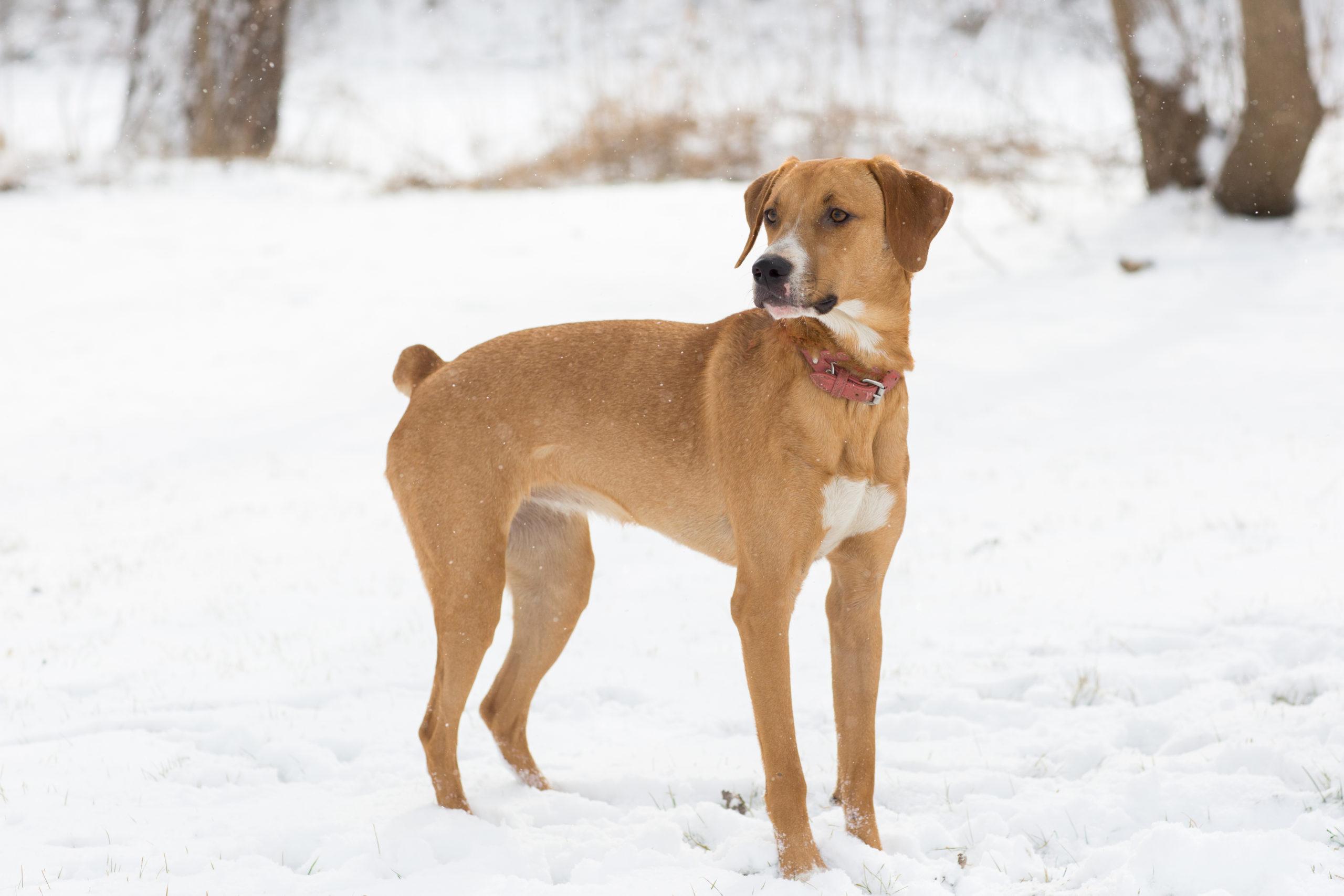 Lola, a Adoptable mixed breed in Duart, ON image 3/6