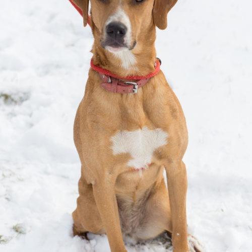 Enlarge Lola, a Adoptable mixed breed in Duart, ON image 4/6