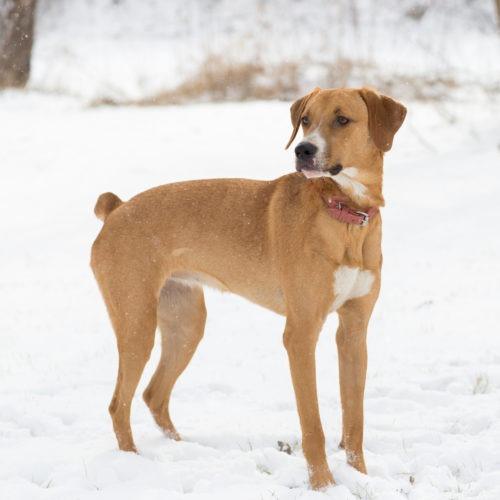 Enlarge Lola, a Adoptable mixed breed in Duart, ON image 6/6