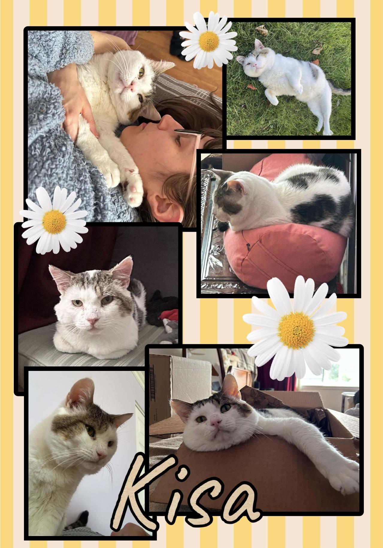 Kisa, Adoptable, Adult Male Domestic Short Hair.