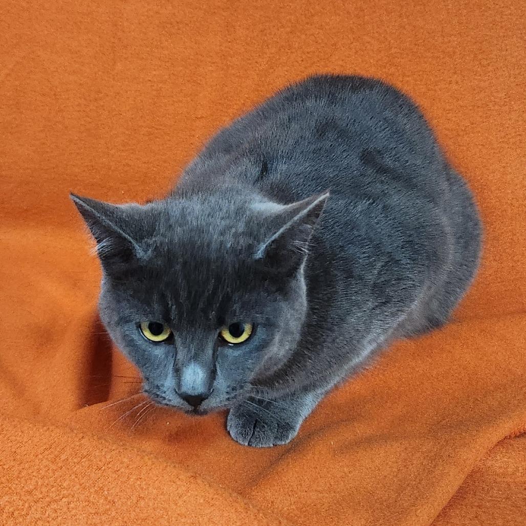 Ash, Adoptable, Young Female Domestic Short Hair.