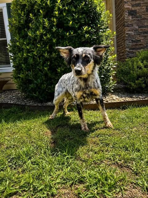 JUNE, Adoptable, Young Female Australian Cattle Dog / Blue Heeler & Australian Shepherd.