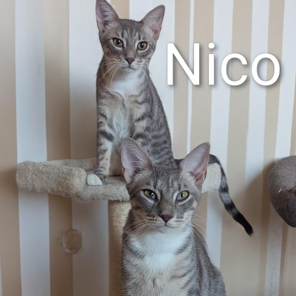Nico and Simmie, a ADOPTABLE Domestic Short Hair in Fort Myers Beach, FL image 1/3