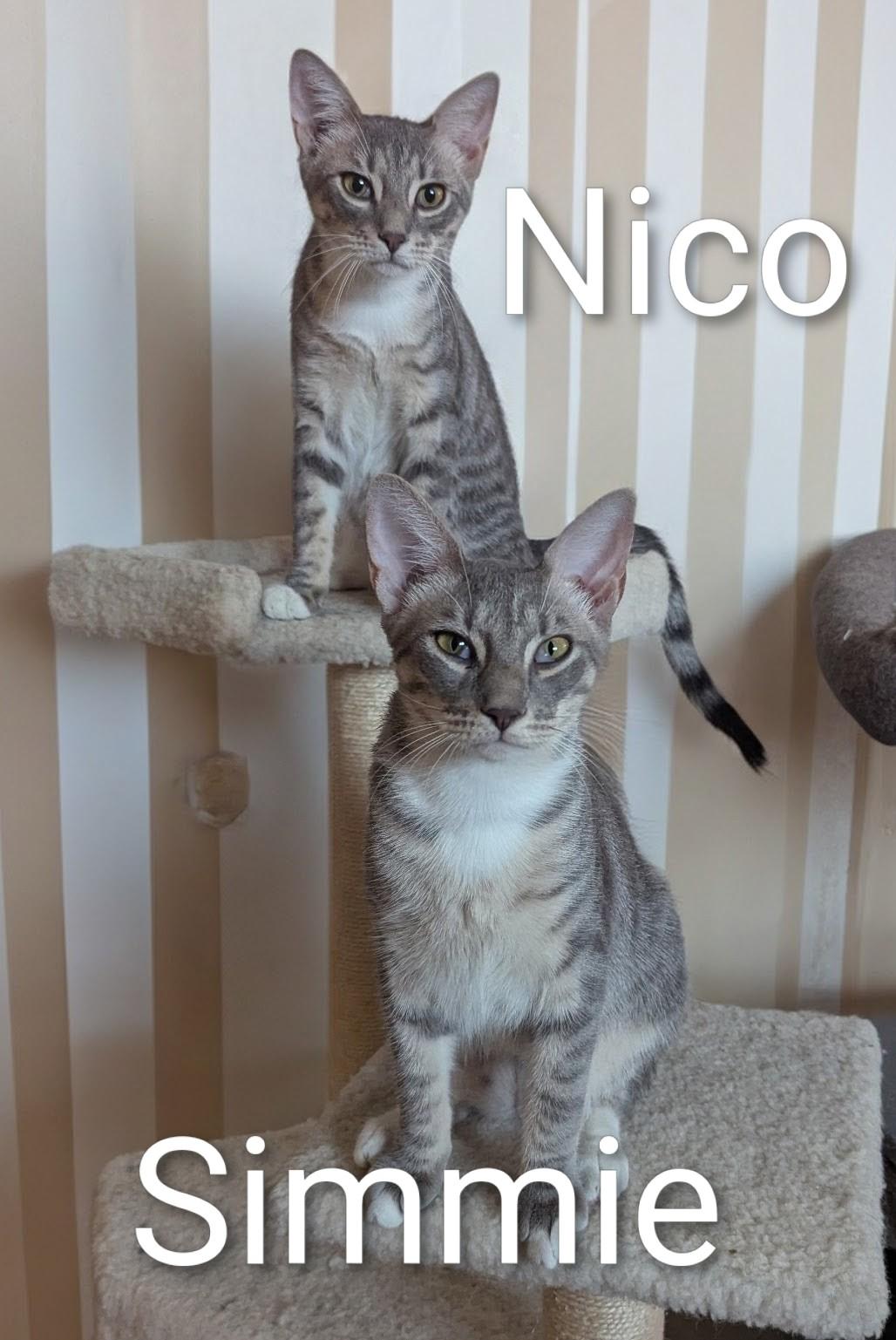 Enlarge Nico and Simmie, a ADOPTABLE Domestic Short Hair in Fort Myers Beach, FL image 2/3
