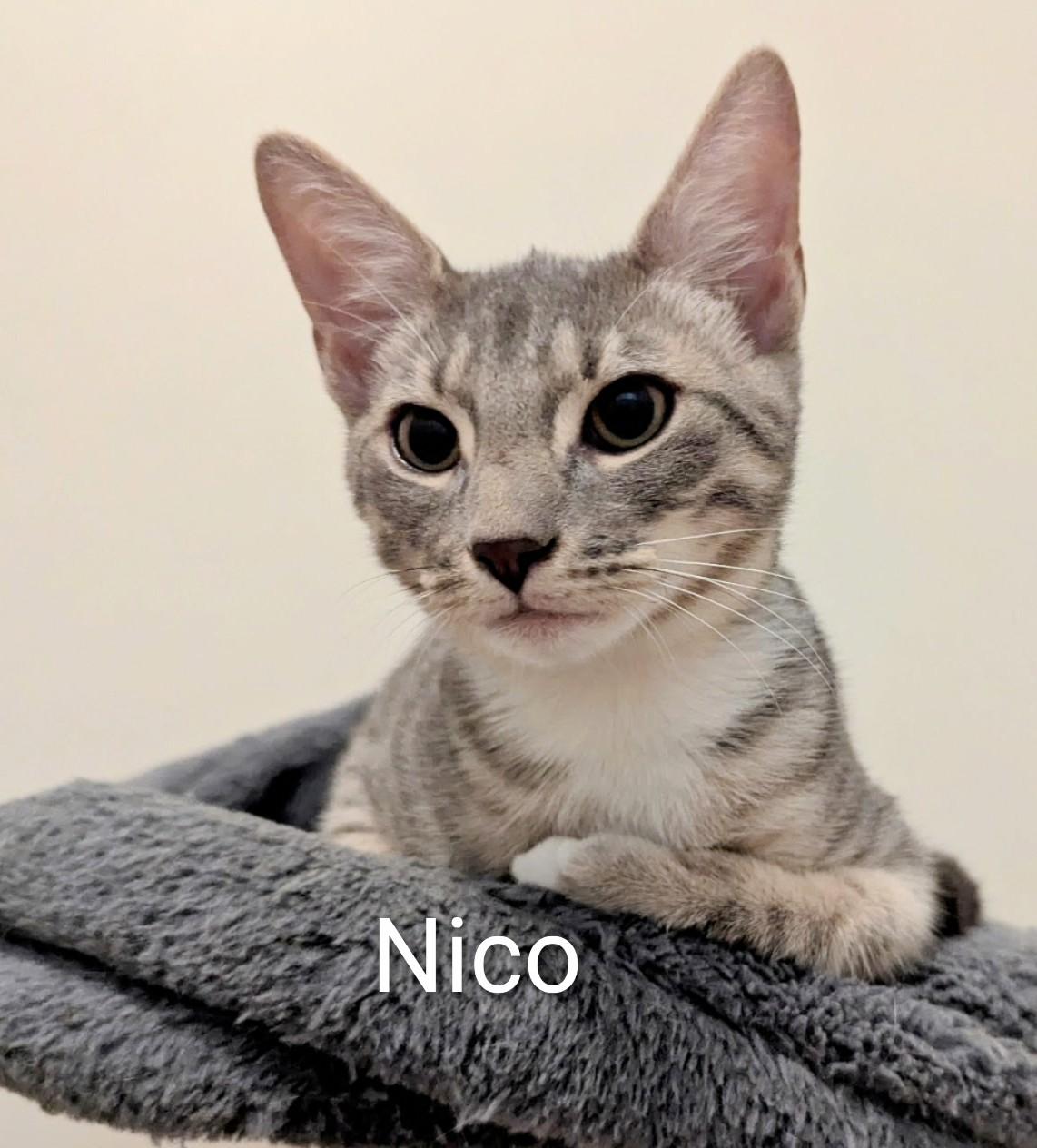 Enlarge Nico and Simmie, a ADOPTABLE Domestic Short Hair in Fort Myers Beach, FL image 3/3