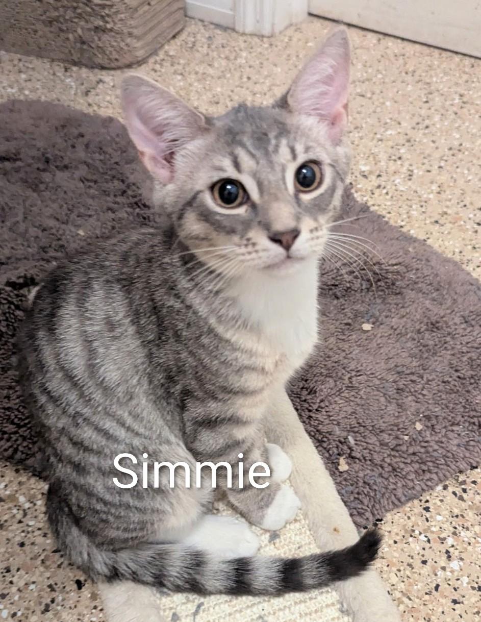 Enlarge Nico and Simmie, a ADOPTABLE Domestic Short Hair in Fort Myers Beach, FL image 1/3
