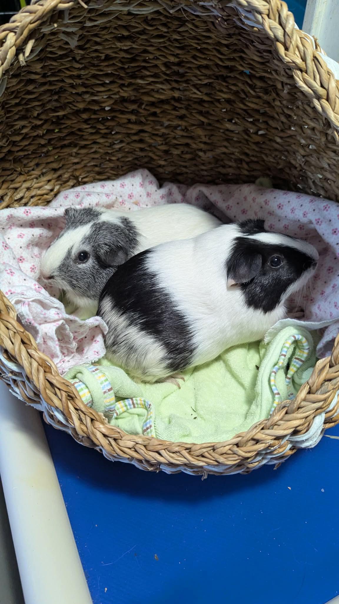 Judith and Mary, ADOPTABLE, Young Female Guinea Pig.