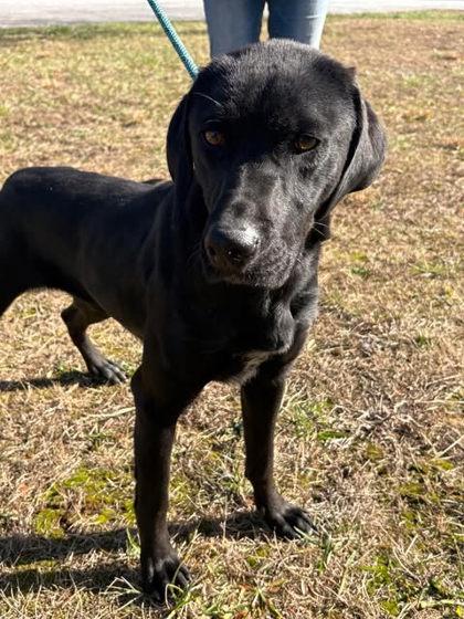 Enlarge Rosita, a Adoptable mixed breed in Clayton, GA image 1/4