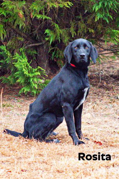 Enlarge Rosita, a Adoptable mixed breed in Clayton, GA image 2/4