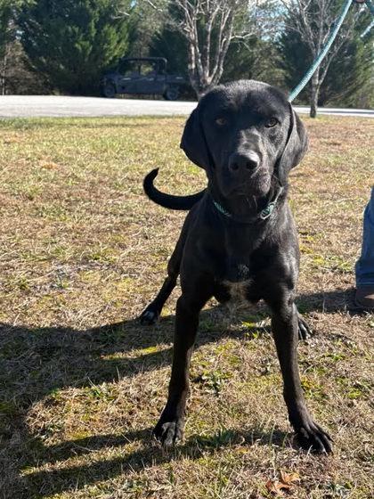 Rosita, Adoptable, Adult Female Labrador Retriever & Mixed Breed.