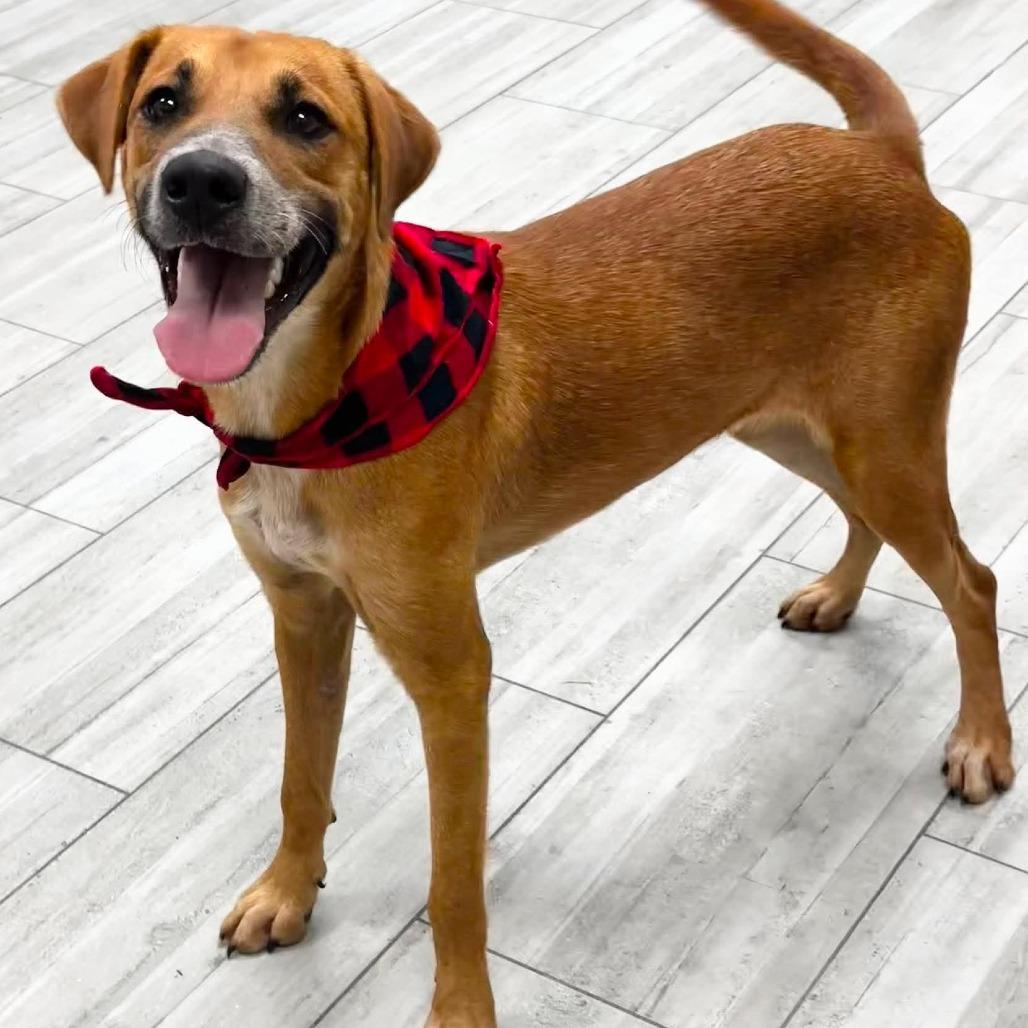 Enlarge Rusty, a Adoptable Hound in Lufkin, TX image 1/2