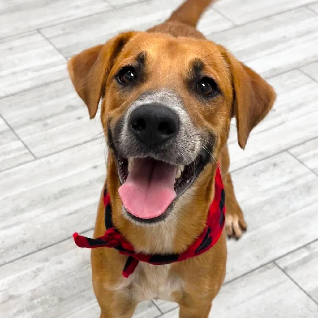 Enlarge Rusty, a Adoptable Hound in Lufkin, TX image 2/2