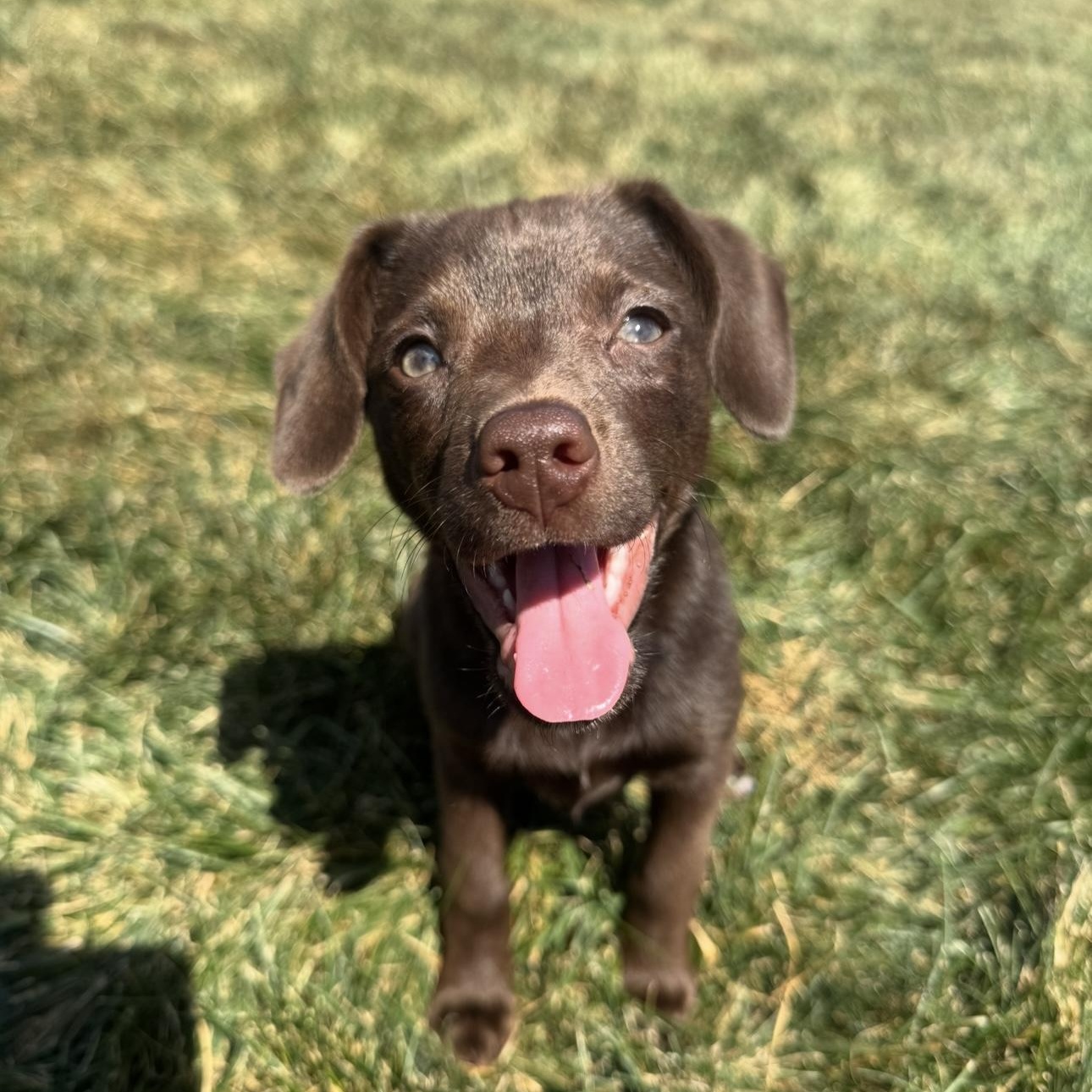 Enlarge Bean, an adopted mixed breed in Lima, OH image 1/5