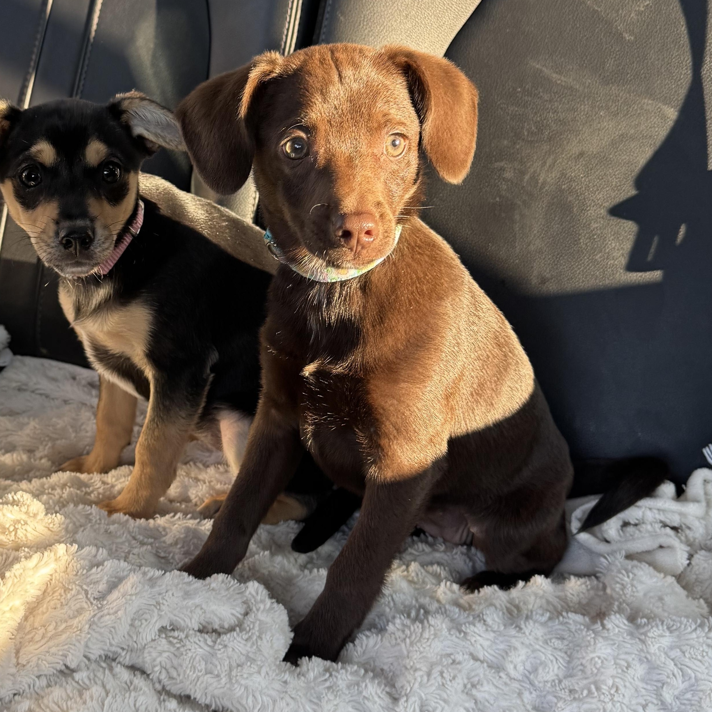 Enlarge Bean, an adopted mixed breed in Lima, OH image 2/5