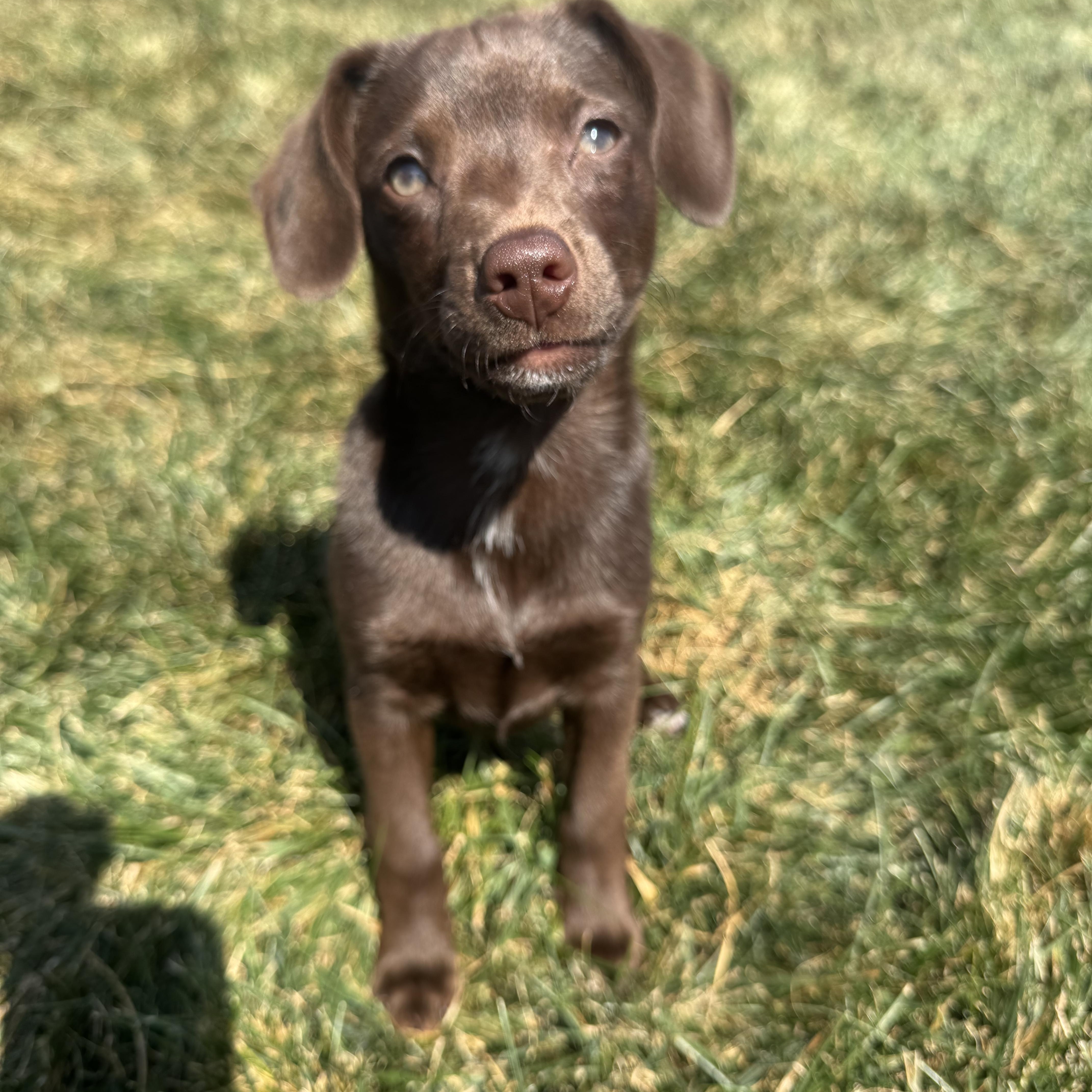 Enlarge Bean, an adopted mixed breed in Lima, OH image 3/5