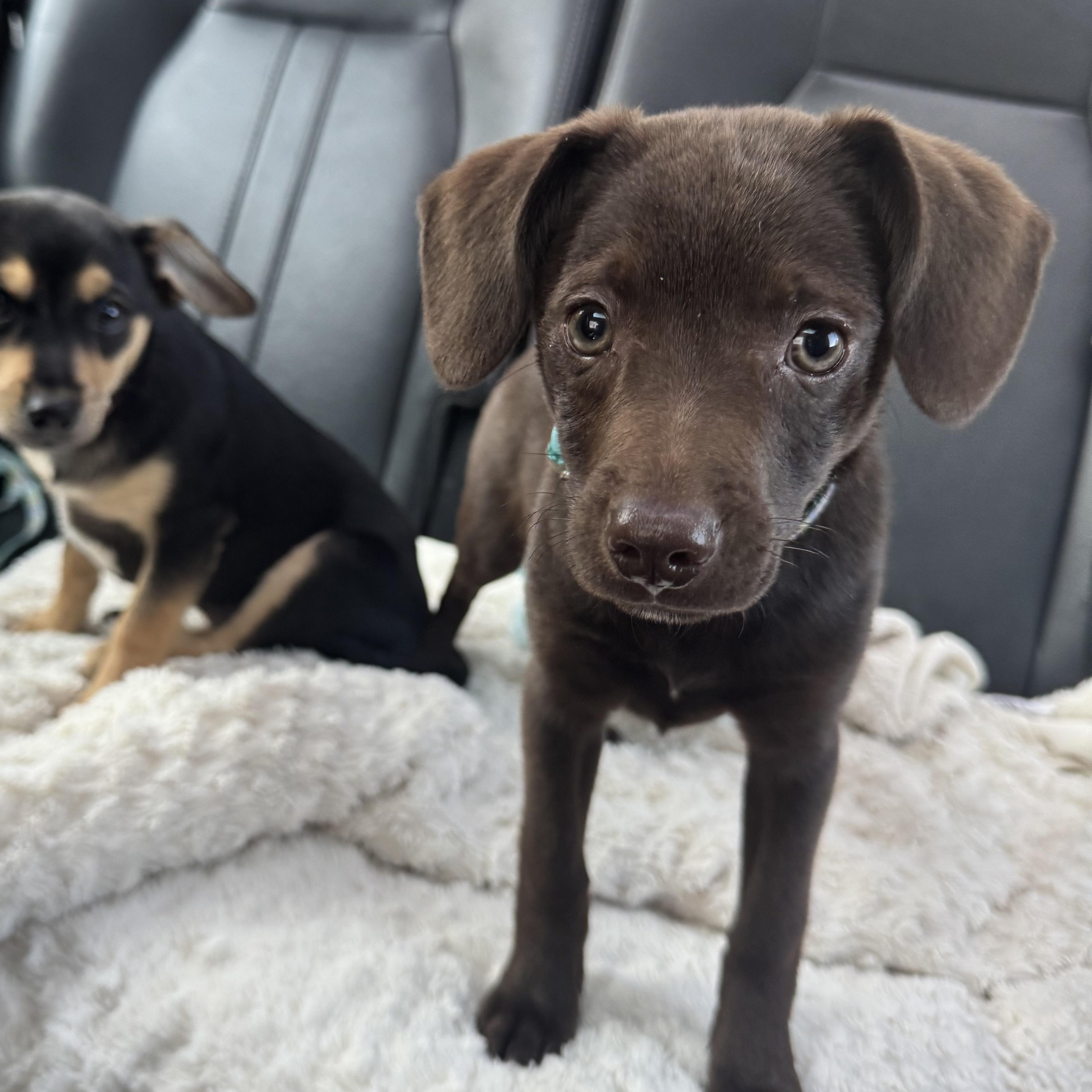 Enlarge Bean, an adopted mixed breed in Lima, OH image 4/5