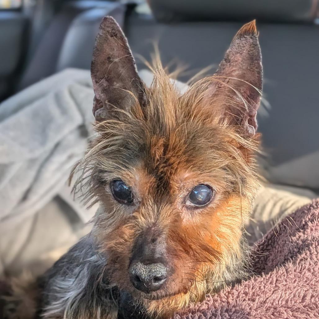 Dorian — thumbnail 2