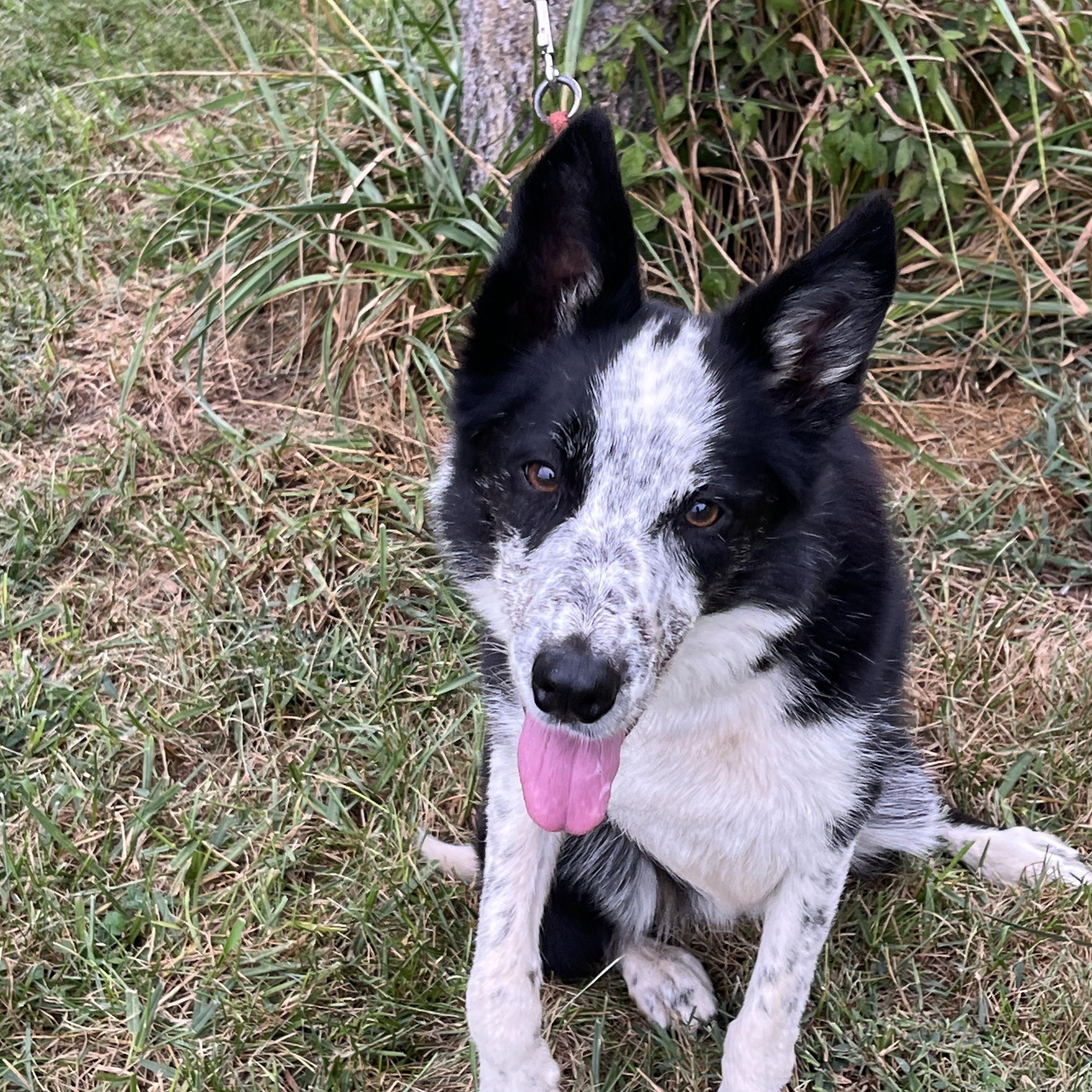 Susie, a Adoptable Border Collie in Stevensburg, VA image 2/6