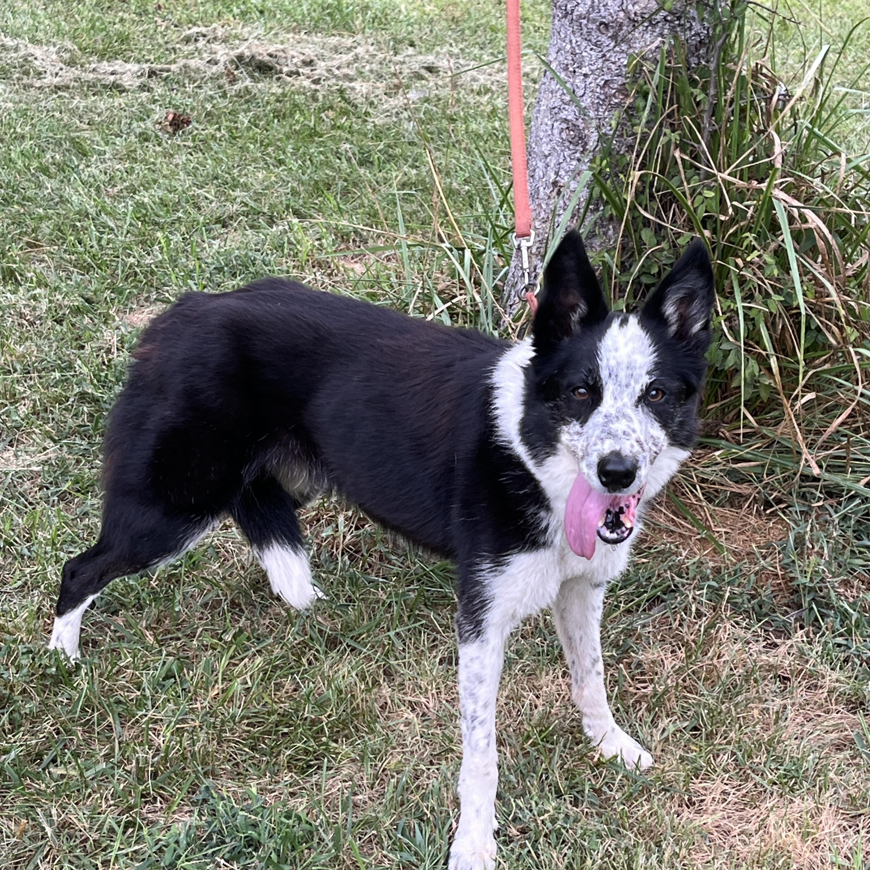 Susie, a Adoptable Border Collie in Stevensburg, VA image 3/6