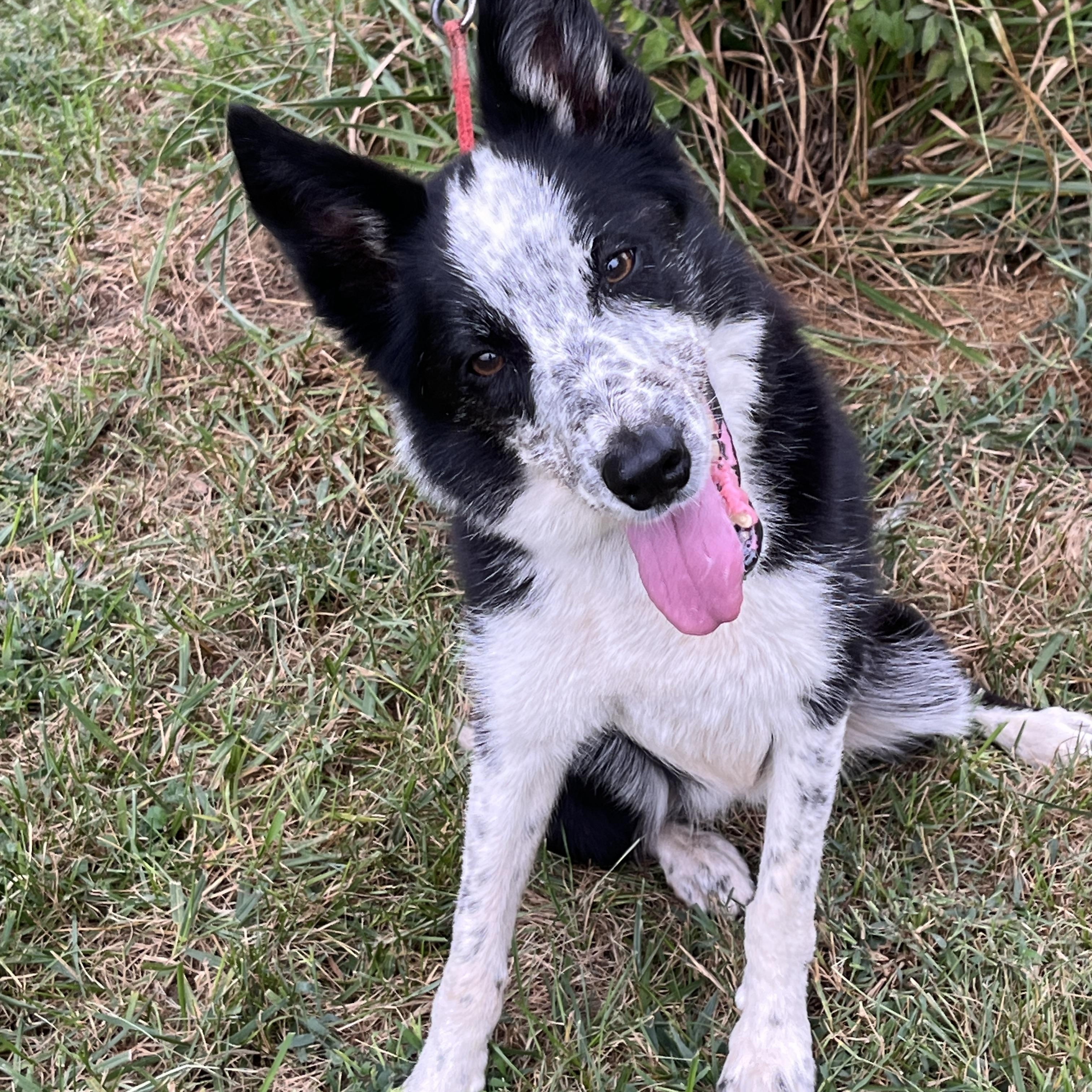 Susie, Adoptable, Senior Female Border Collie.