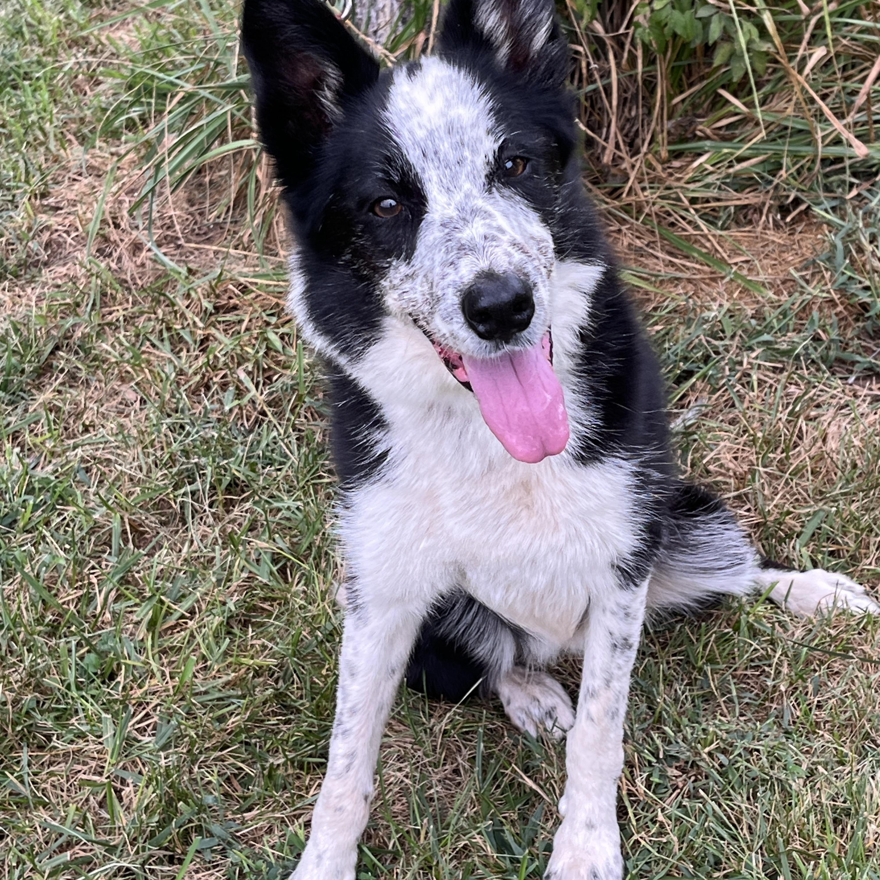 Susie, a Adoptable Border Collie in Stevensburg, VA image 4/6