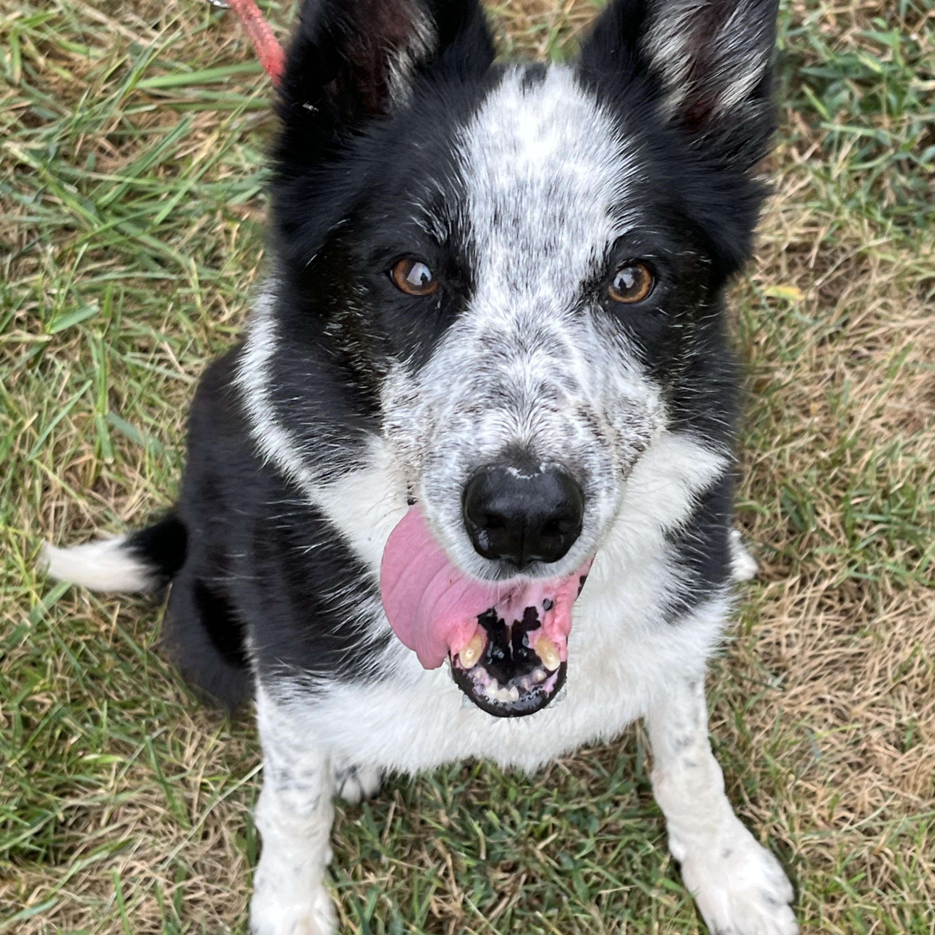 Susie, a Adoptable Border Collie in Stevensburg, VA image 5/6