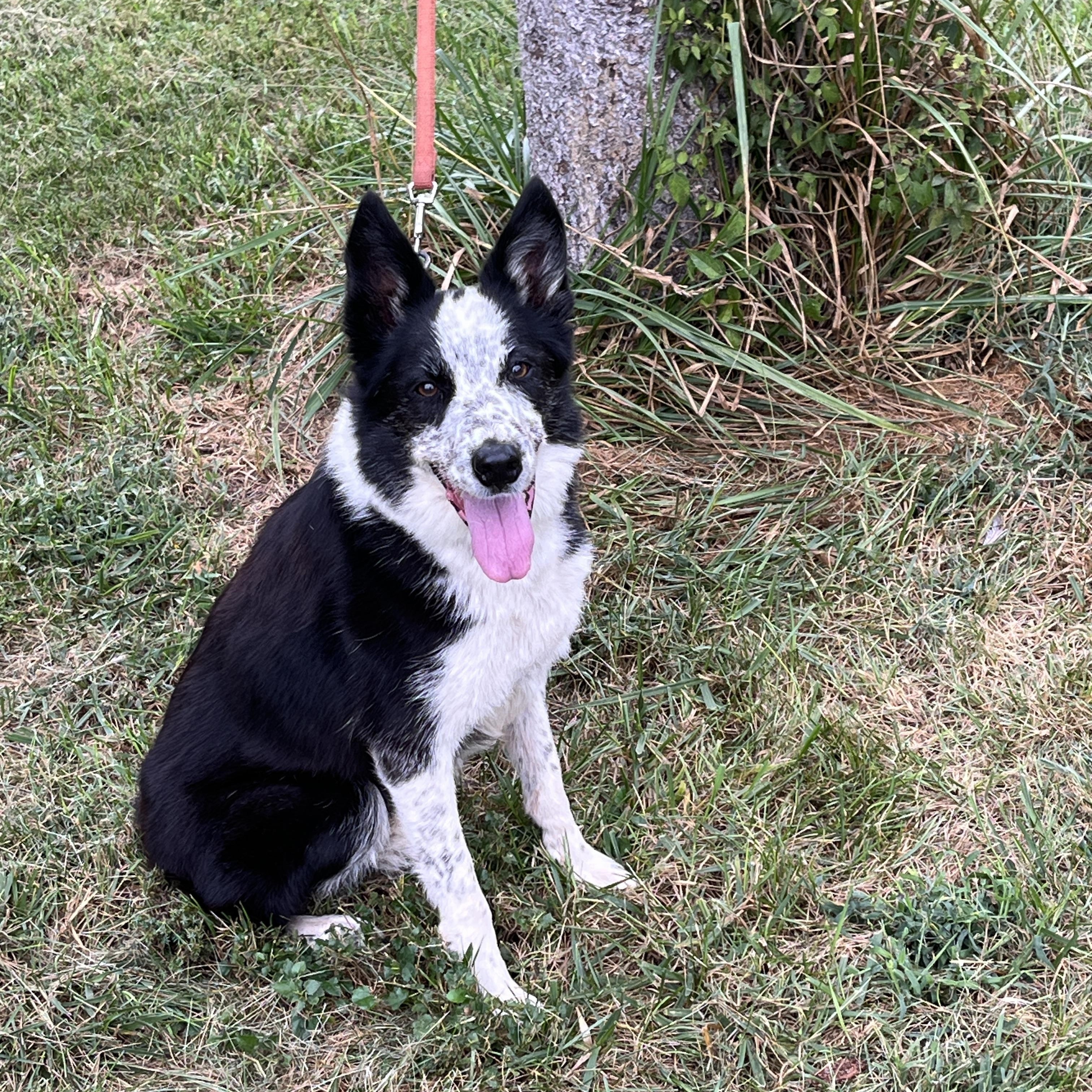 Susie, a Adoptable Border Collie in Stevensburg, VA image 6/6