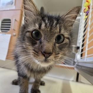 Jason Derulo, an adopted Domestic Medium Hair in Phoenixville, PA image 1/3