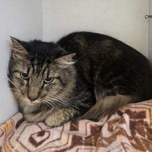 Jason Derulo, an adopted Domestic Medium Hair in Phoenixville, PA image 2/3