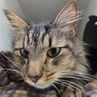 Jason Derulo, an adopted Domestic Medium Hair in Phoenixville, PA image 3/3