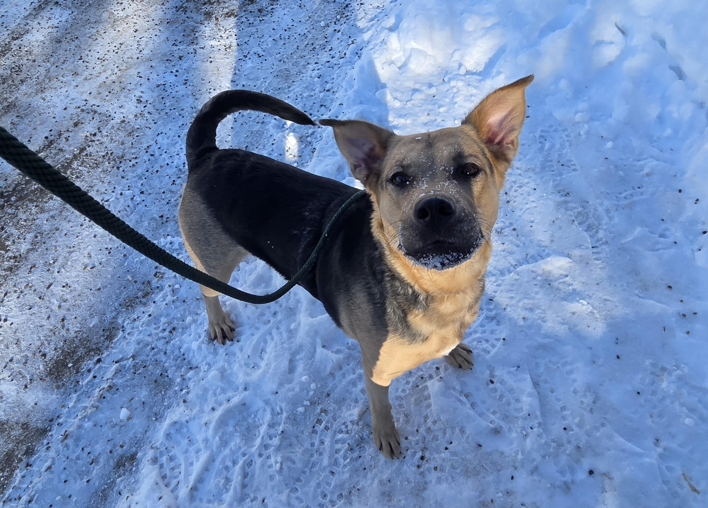 Enlarge Nova, a ADOPTABLE mixed breed in Anchorage, AK image 2/4