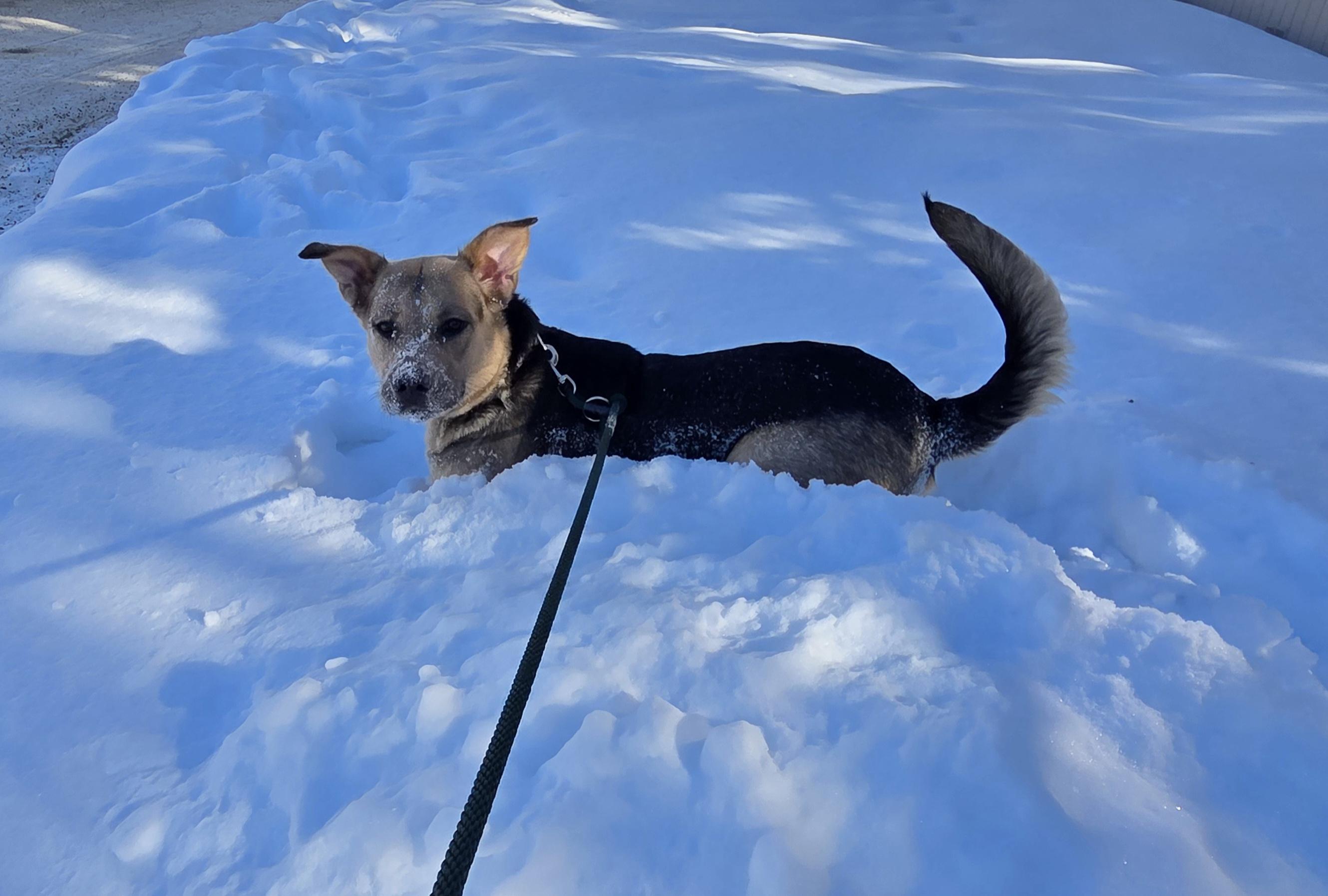 Enlarge Nova, a ADOPTABLE mixed breed in Anchorage, AK image 3/4