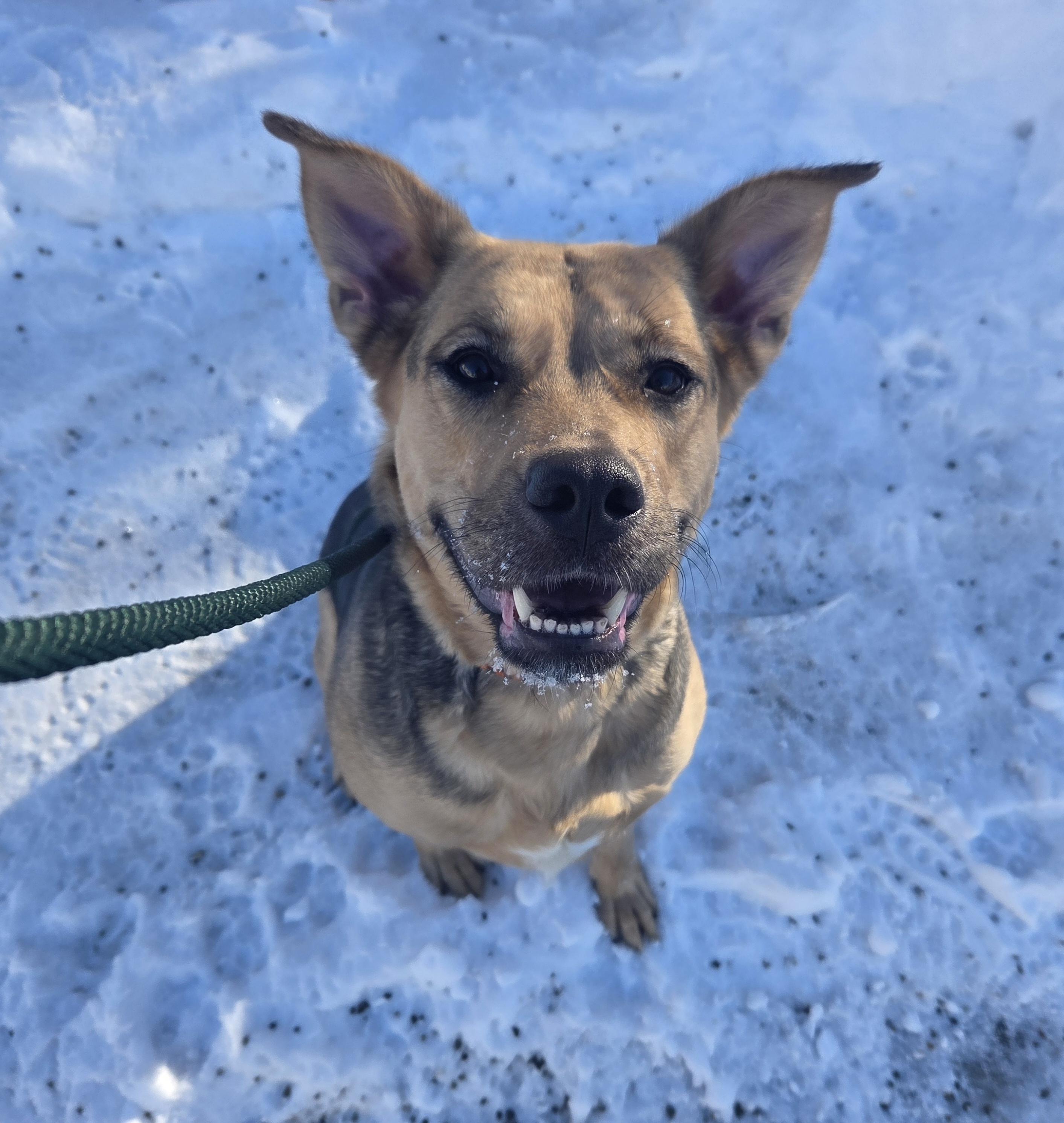 Enlarge Nova, a ADOPTABLE mixed breed in Anchorage, AK image 4/4