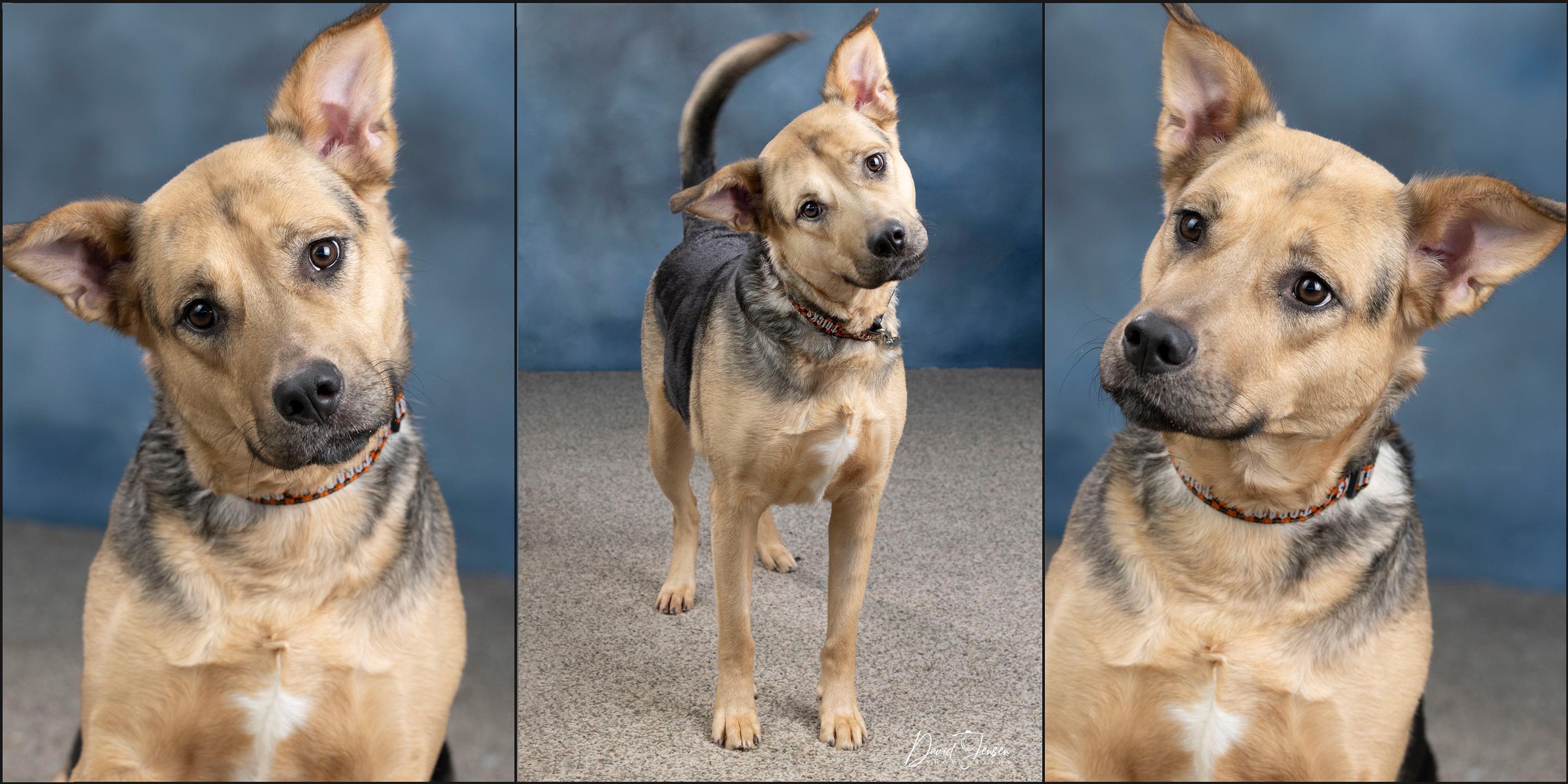 Enlarge Nova, a ADOPTABLE mixed breed in Anchorage, AK image 1/4
