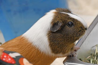 Peanut, Adoptable, Adult Female Guinea Pig & Guinea Pig.