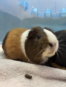 Enlarge Peanut, a Adoptable mixed breed in Scotia, NY image 2/2