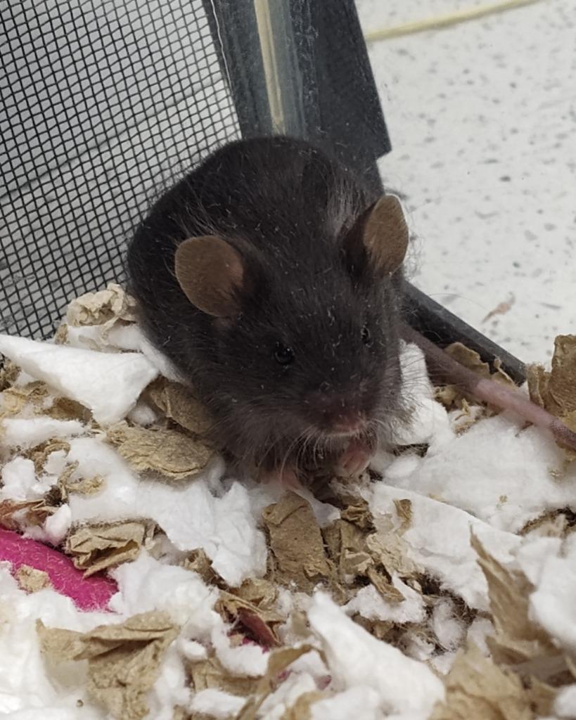 Enlarge Bordeaux, a Adoptable Mouse in Grand Forks, ND image 1/1