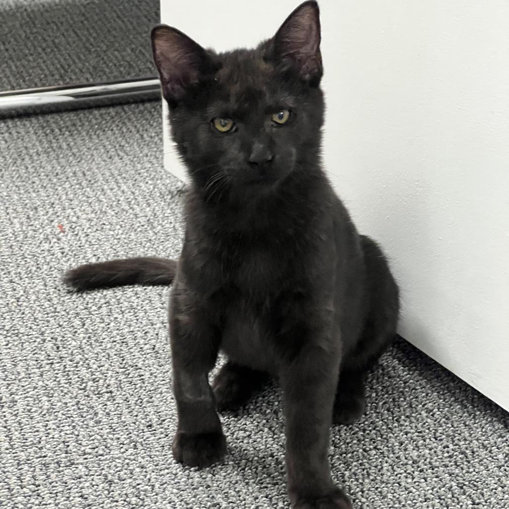 Enlarge Nova, a Adoptable mixed breed in Costa Mesa, CA image 1/6