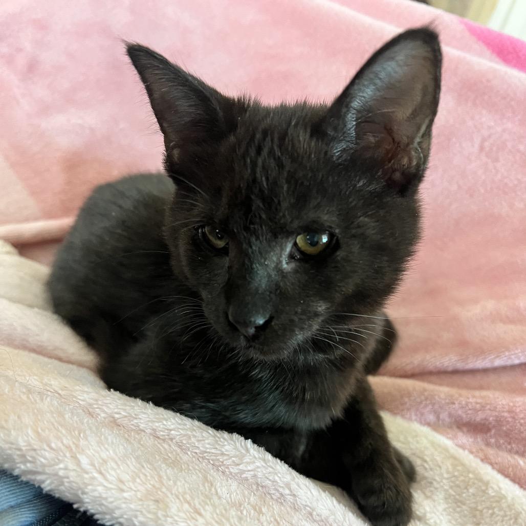 Enlarge Nova, a Adoptable mixed breed in Costa Mesa, CA image 2/6