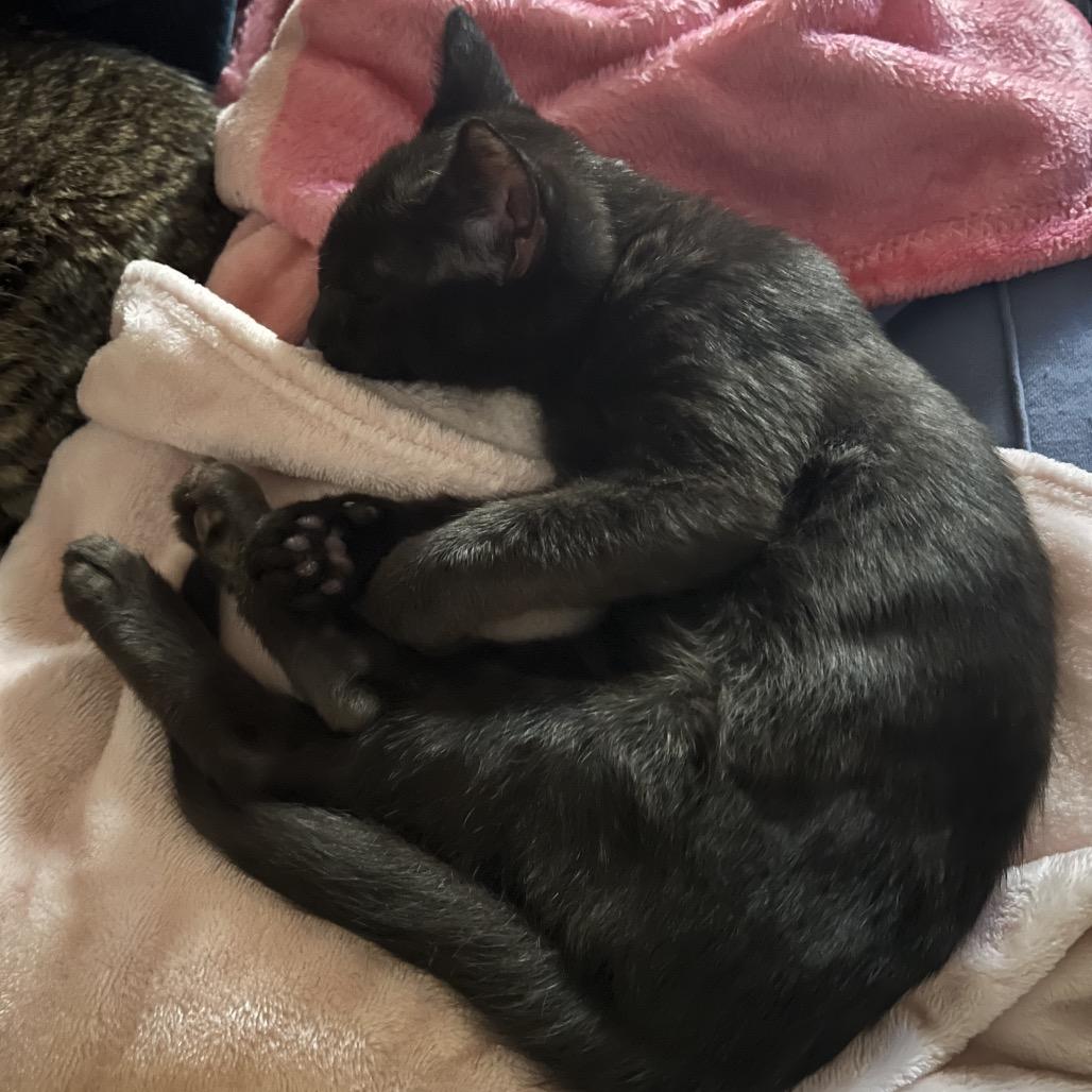 Enlarge Nova, a Adoptable mixed breed in Costa Mesa, CA image 3/6