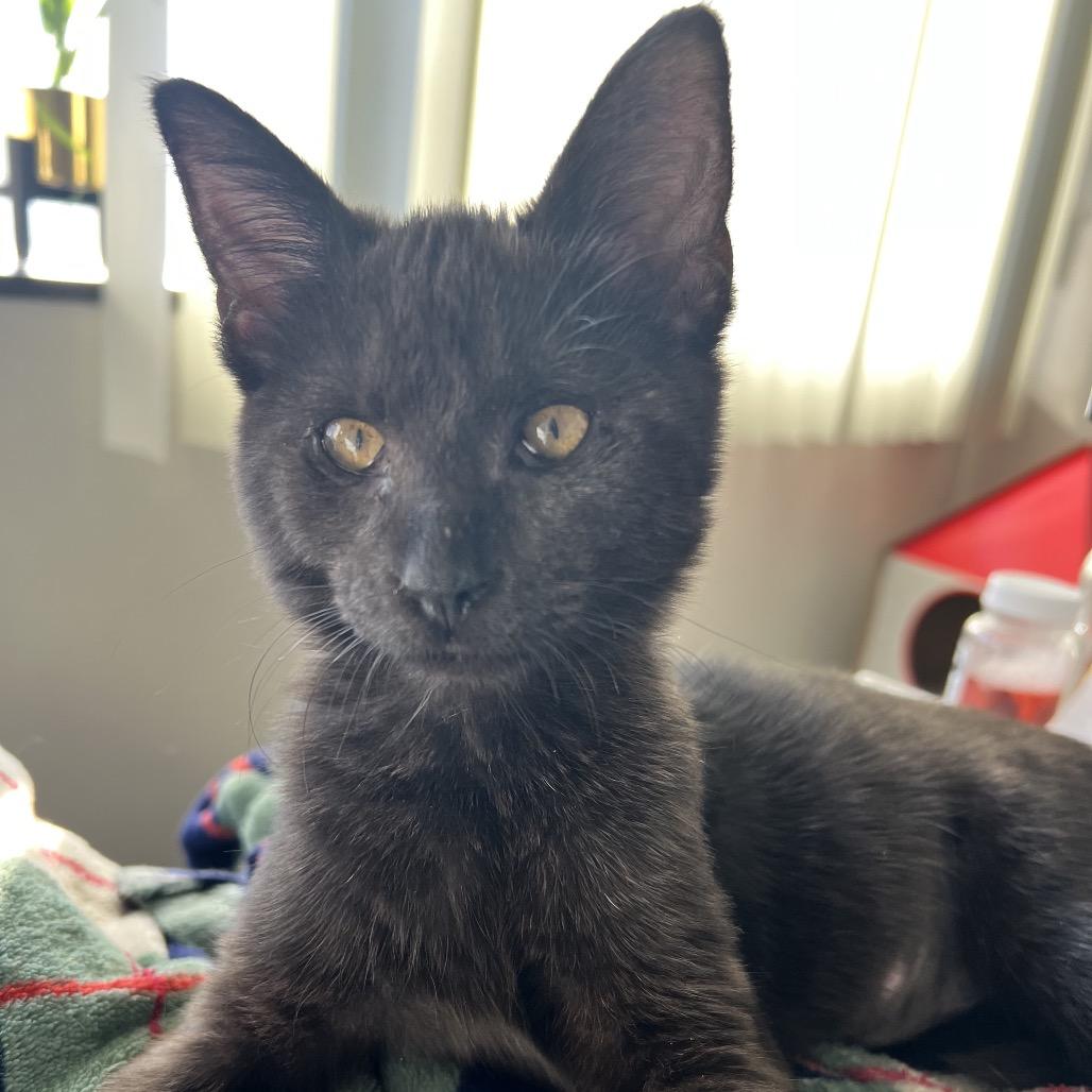 Enlarge Nova, a Adoptable mixed breed in Costa Mesa, CA image 4/6