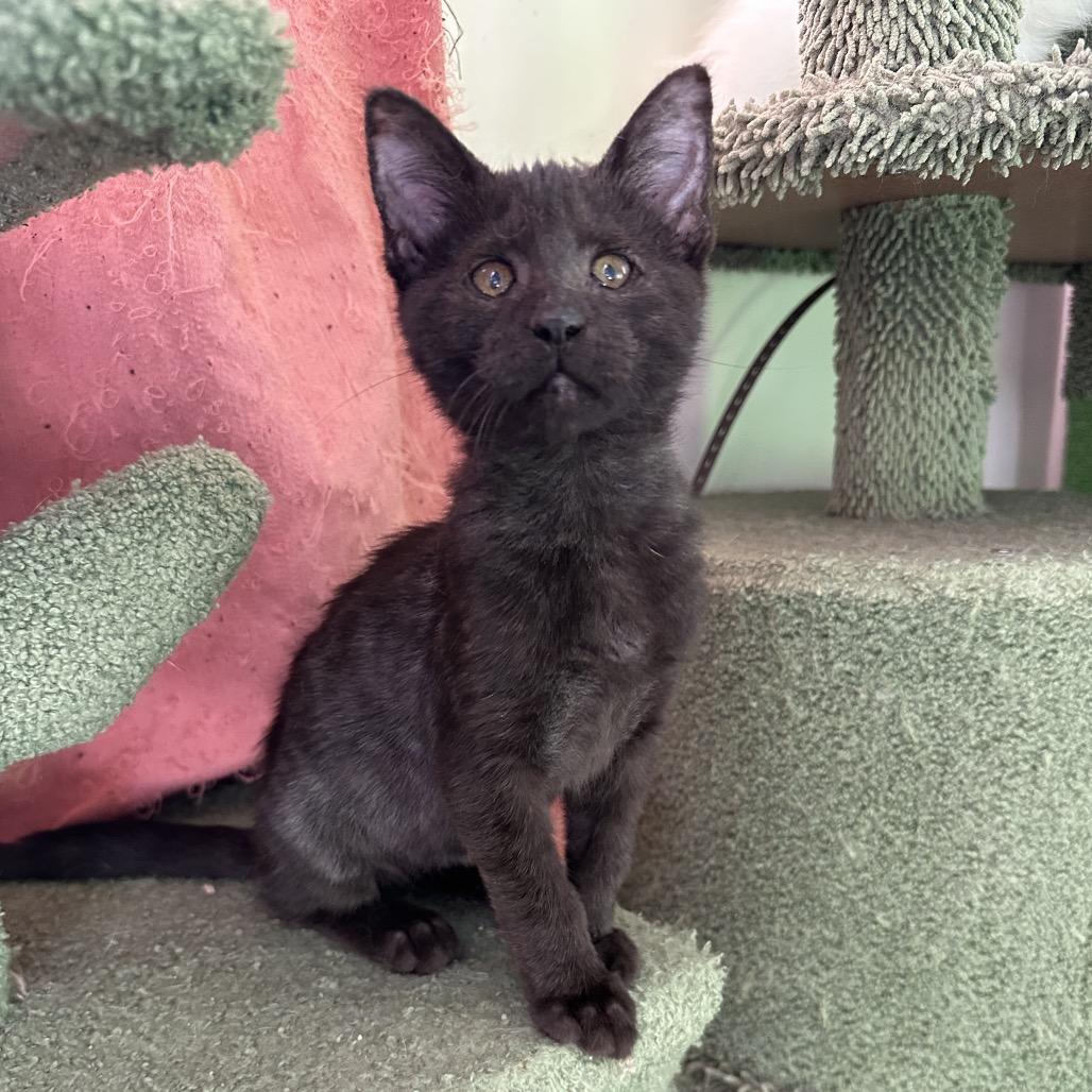 Enlarge Nova, a Adoptable mixed breed in Costa Mesa, CA image 5/6