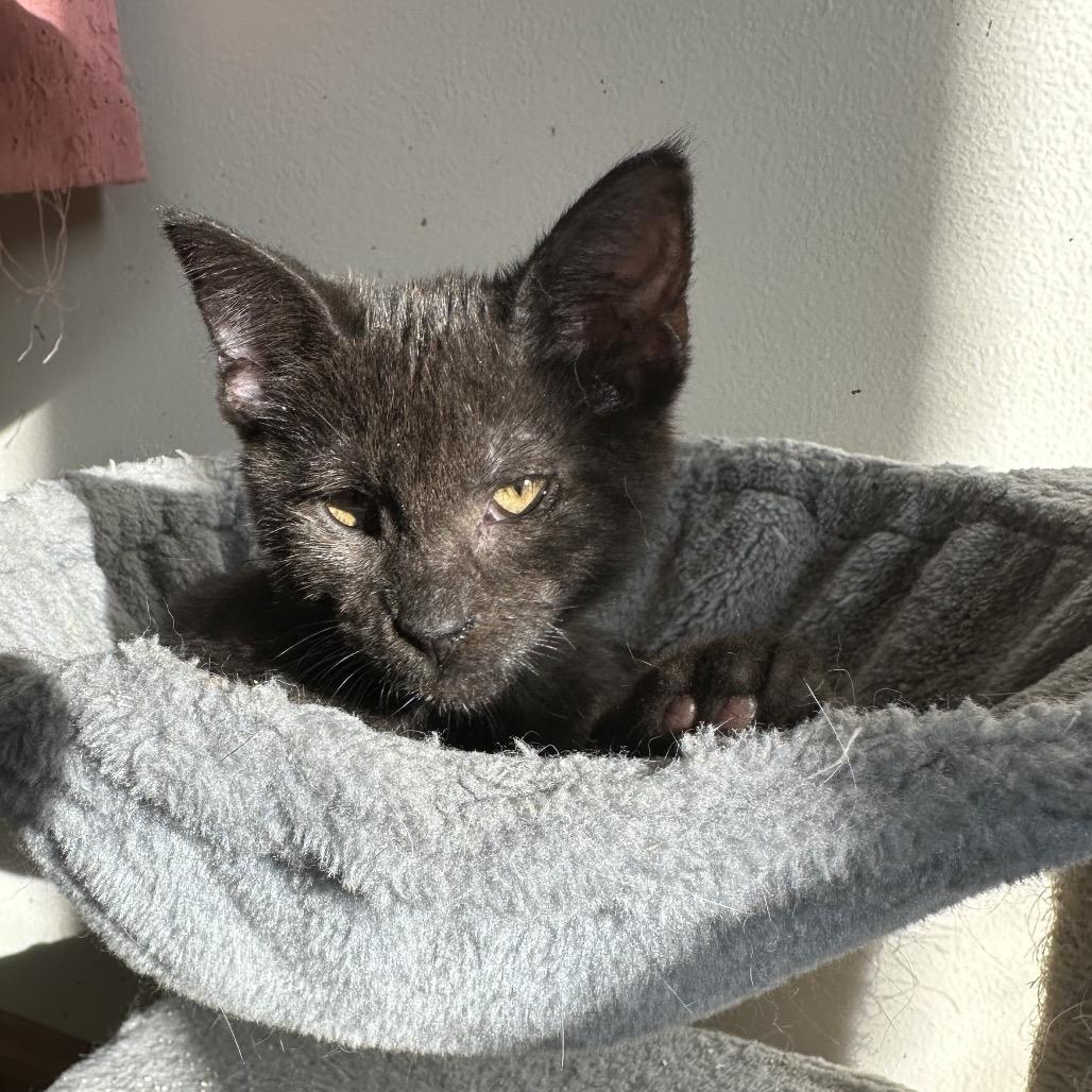 Enlarge Nova, a Adoptable mixed breed in Costa Mesa, CA image 6/6