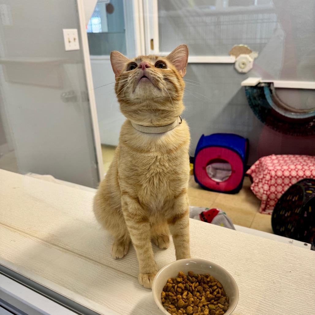 Tang CAQ, a Adoptable Domestic Short Hair in Union, MO image 1/6
