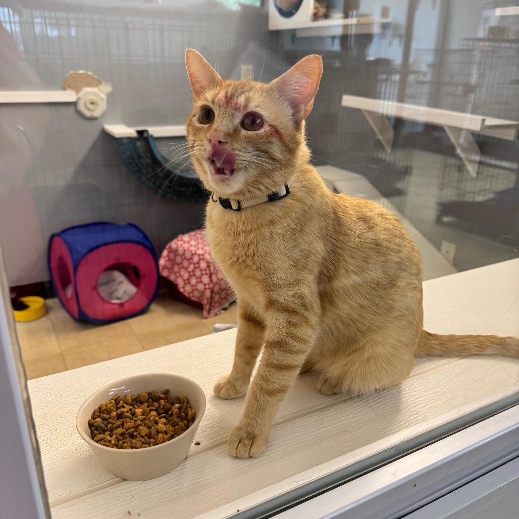Tang CAQ, a Adoptable Domestic Short Hair in Union, MO image 2/6