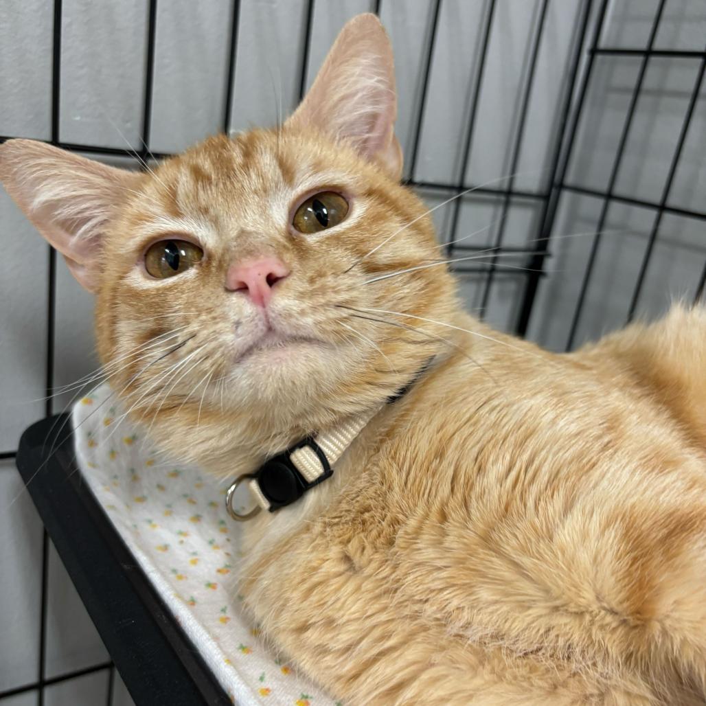 Tang CAQ, a Adoptable Domestic Short Hair in Union, MO image 3/6