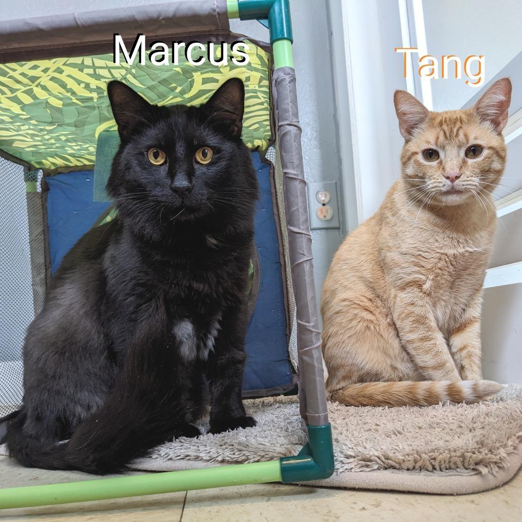 Tang CAQ, a Adoptable Domestic Short Hair in Union, MO image 4/6