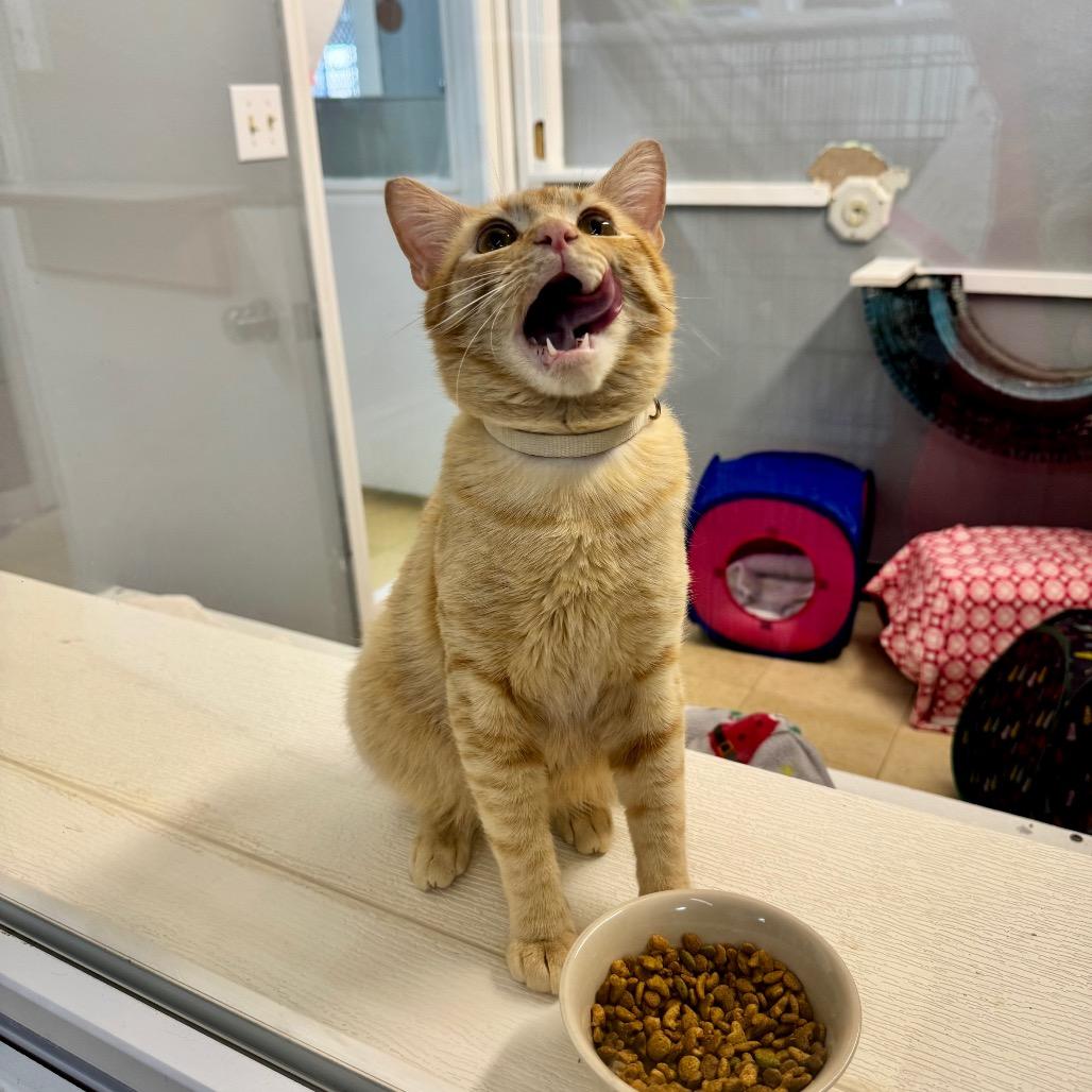 Tang CAQ, a Adoptable Domestic Short Hair in Union, MO image 5/6