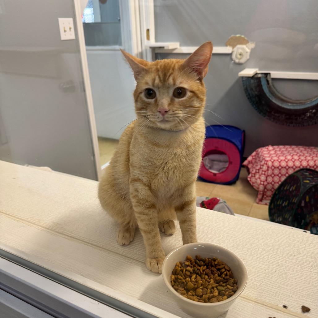 Tang CAQ, a Adoptable Domestic Short Hair in Union, MO image 6/6
