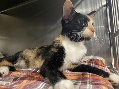 KitKat @ PetSmart in Athens, GA